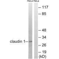 Anti-CLDN1 (Ab-210)