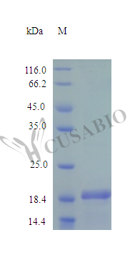 Desert hedgehog protein (DHH), partial (Active), human, recombinant