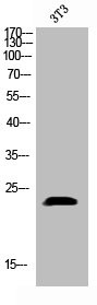 Anti-Phospho-PTGES3 (S113)