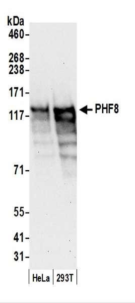 Anti-PHF8