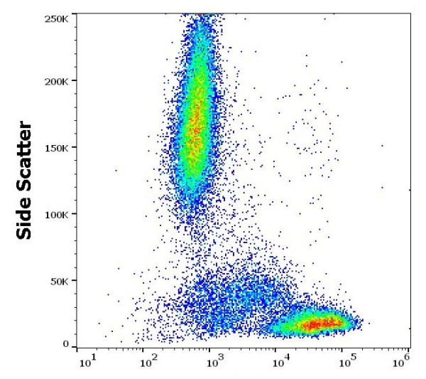 Anti-CD81, clone M38 (PE)