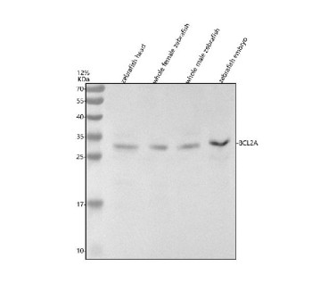 Anti-Zebrafish Bcl2a / Bcl-2