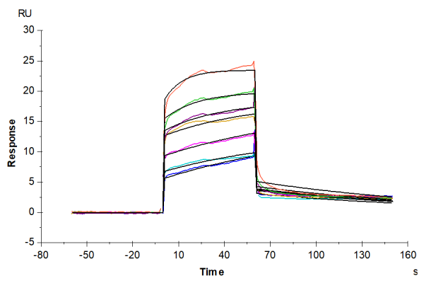 Human APOE3/Apolipoprotein E Protein