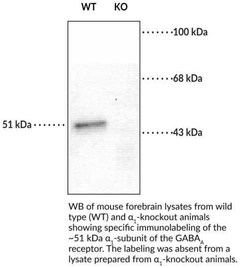 Anti-GABAA Receptor alpha1 Subunit (N-Term)