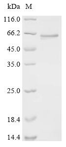 Aspartic proteinase nepenthesin-2 (nep2), recombinant Nepenthes gracilis