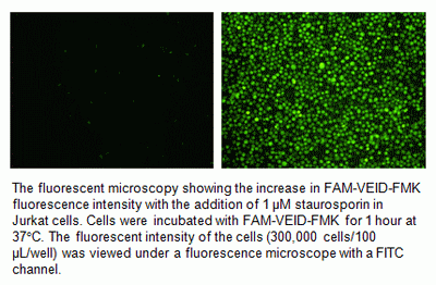 Cell Meter(TM) Live Cell Caspase 6 Binding Assay Kit *Green Fluorescence*