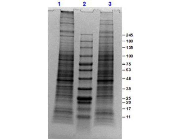 PC-3 Whole Cell Lysate