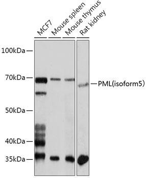 Anti-PML (isoform 5)