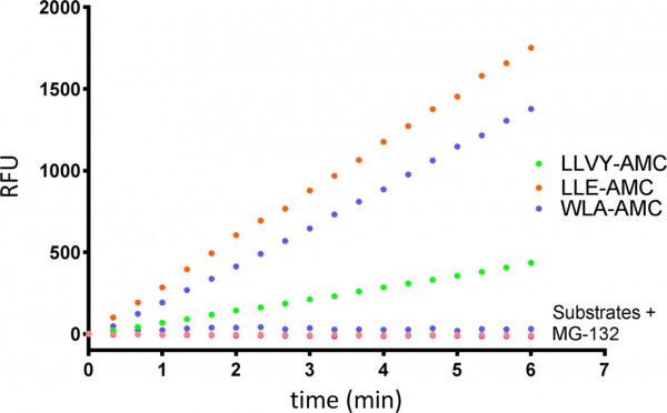 20S Constitutive Proteasome Assay Kit