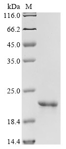 Gastrokine-1 (GKN1), partial, human, recombinant