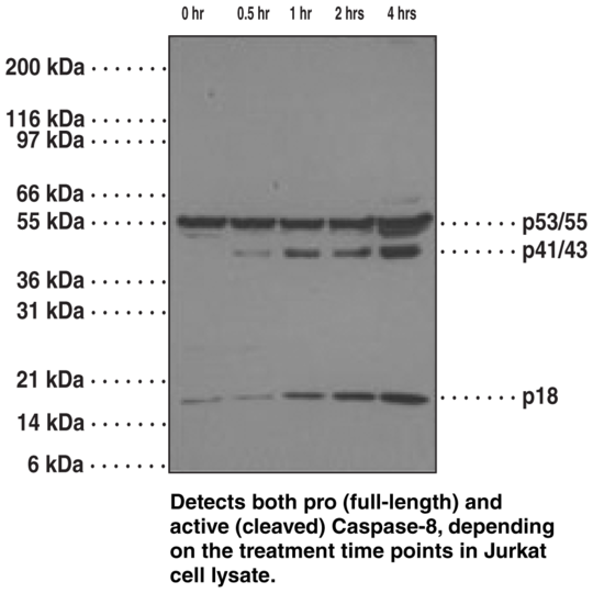 Anti-Caspase-8 (Clone 90A992)