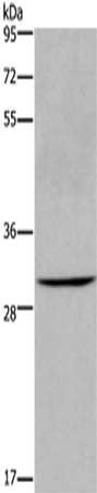 Anti-AQP10