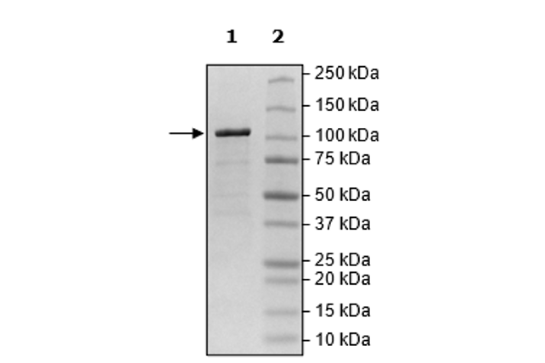 Skd3, MBP-Tag Recombinant
