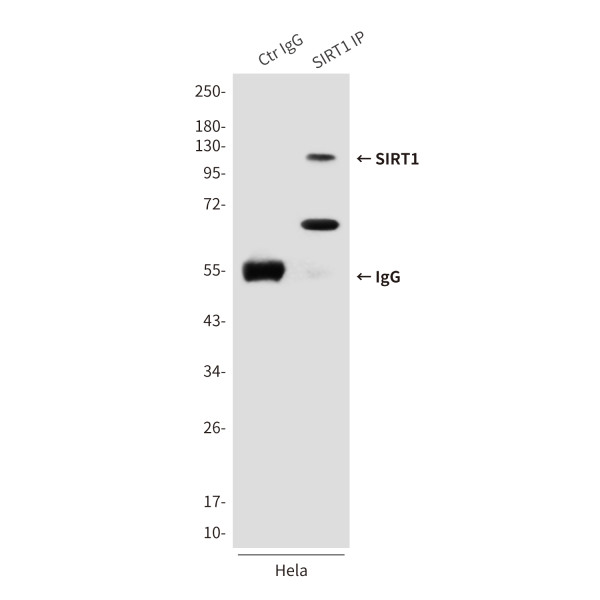 Anti-SIRT1