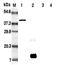 Anti-Resistin (rat), clone RRES 07