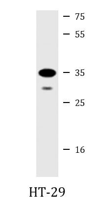 Anti-Galectin 4