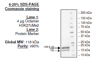 Histone Octamer H3K27cMe2