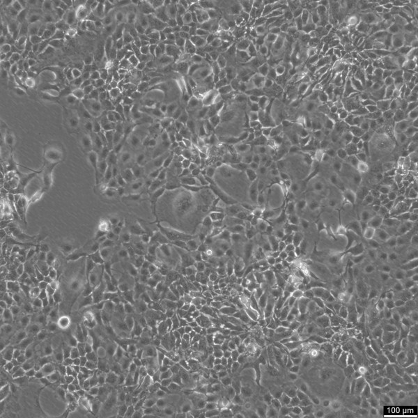 CLS-354 Cells