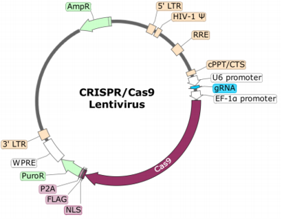 CD5 (Human) CRISPR/Cas9 Lentivirus (Integrating)