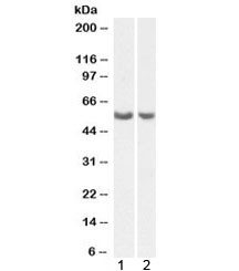 Anti-PTGIS / CYP8A1
