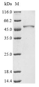 Plasma alpha-L-fucosidase (FUCA2), human, recombinant