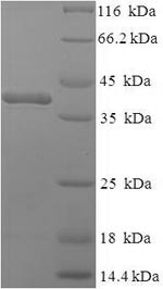 Complement C1q subcomponent subunit A (C1qa), mouse, recombinant