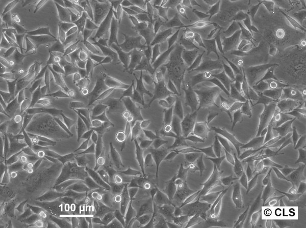 MEL-CLS-4 Cells