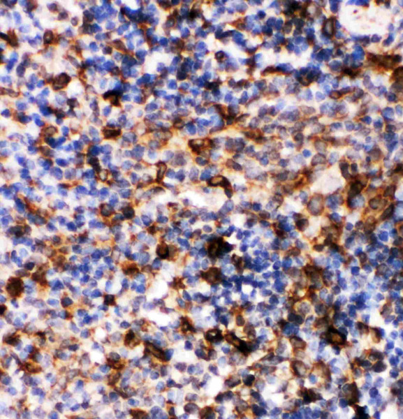 Anti-Caspase 6 (fullength + P18)