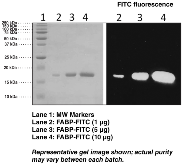 FABP4 (human recombinant) FITC conjugated