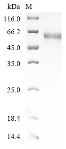 Thyrotropin receptor (TSHR), partial, human, recombinant