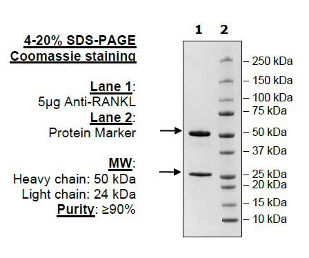 Anti-RANKL Neutralizing