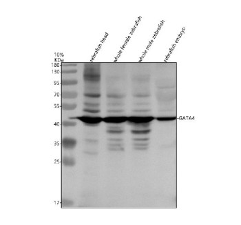 Anti-Zebrafish Gata4 / GATA-binding factor 4
