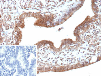 Anti-EGFL7 / EGF-like domain-containing protein 7, clone EGFL7/9497