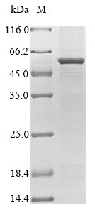 Runt-related transcription factor 1 (Runx1), rat, recombinant
