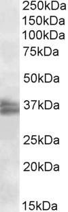 Anti-FRG1, Internal