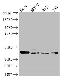 Anti-ULBP1 Recombinant Monoclonal, clone 13C8