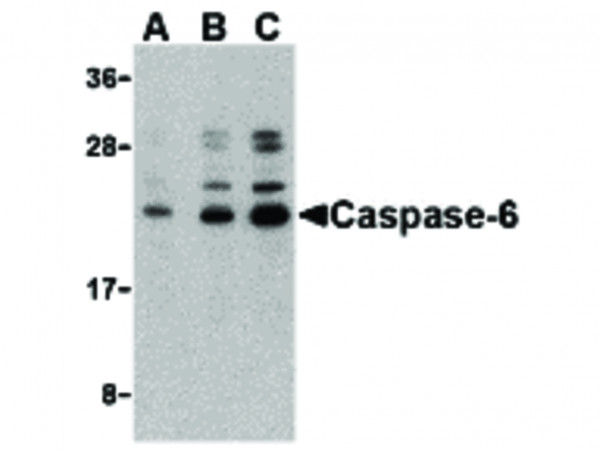 Anti-Caspase-6
