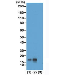 Anti-phospho-Histone H3 (Thr3), clone RM159 (recombinant antibody)