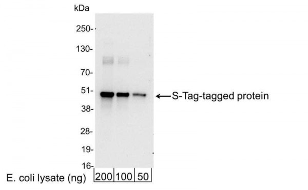 Anti-S-Tag, HRP conjugated