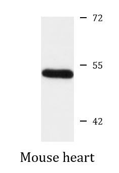 Anti-MFG-E8 / Lactadherin