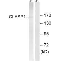 Anti-CLASP1