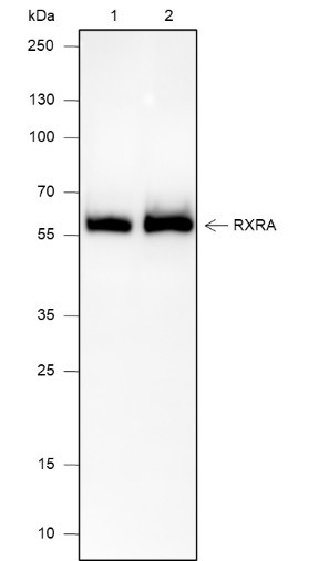 Anti-Recombinant RXRA, clone A659