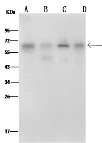 Anti-MAP2 Monoclonal Antibody