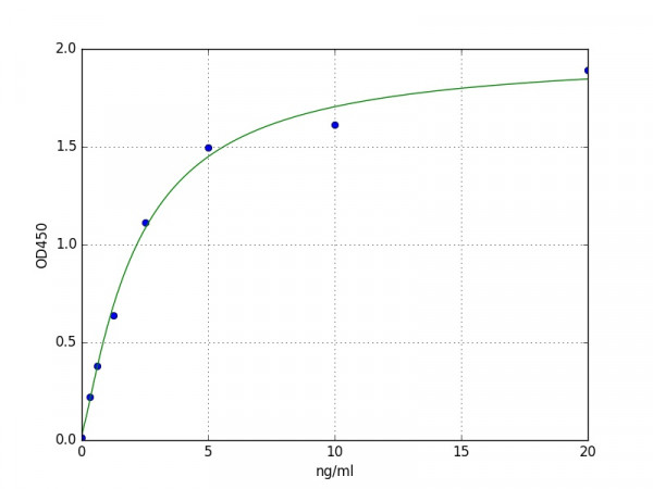 Human Connexin 26 / GJB2 ELISA Kit