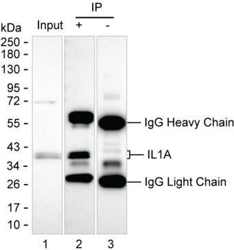 Anti-IL1A