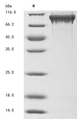 Syntaxin-binding protein 1 (STXBP1), human, recombinant