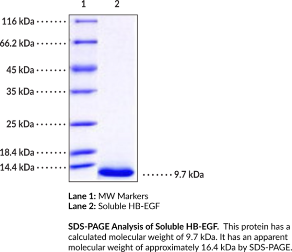 Soluble HB-EGF (human, recombinant)