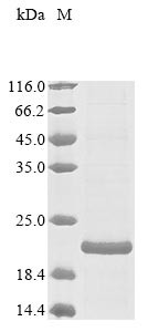 Protein p34 (p34), partial, Rickettsia rickettsii, recombinant
