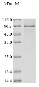 Acetolactate synthase-like protein (ILVBL), human, recombinant