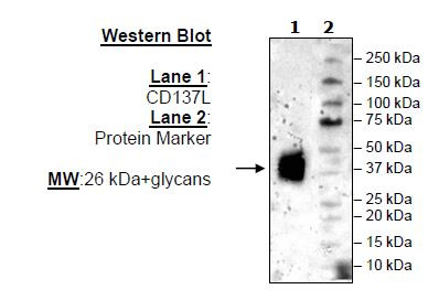 CD137L, His-Tag (Mouse)